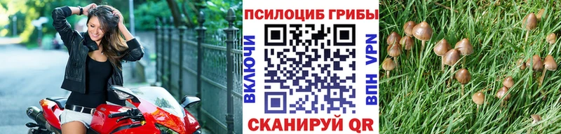 Псилоцибиновые грибы прущие грибы  купить наркотики сайты  Гдов 